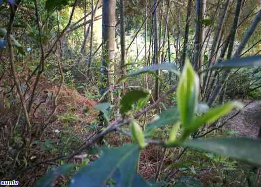 桐木关花香野茶，探索大自然的馈赠：桐木关花香野茶的魅力