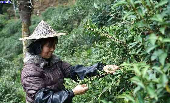 桐木关花香野茶，探索大自然的馈赠：桐木关花香野茶的魅力