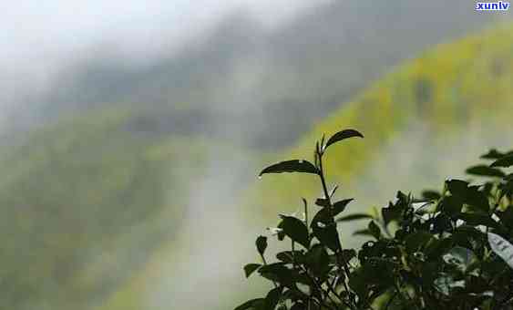 桐木关花香野茶，探索大自然的馈赠：桐木关花香野茶的魅力