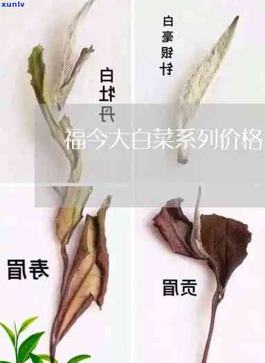 福今大白菜茶叶历：探索茶厂与官方旗舰店的大白菜传奇