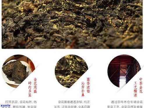 中茶金菌花手筑茯砖茶价格及功效全解析