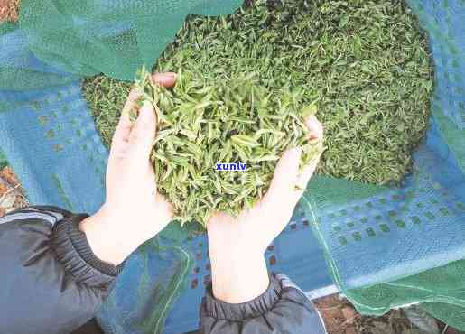 水城春茶价格，探秘中国水城春茶：价格与品质全解析