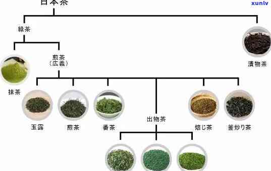 各种茶的区别是什么-各种茶的区别是什么意思