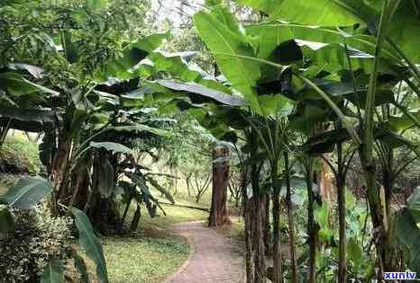 高山芭蕉林古树特点与价格解析