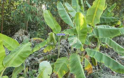 高山芭蕉林古树特点-高山芭蕉林古树特点介绍