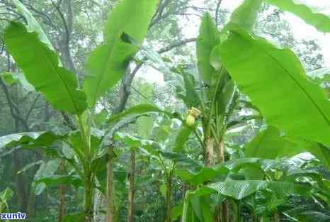 高山芭蕉林古树特点-高山芭蕉林古树特点介绍