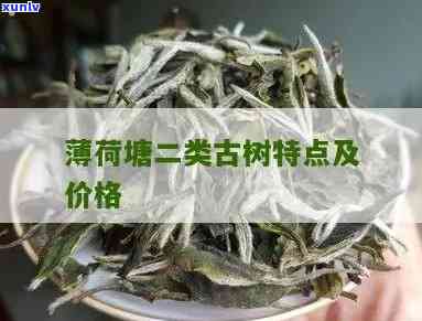 薄荷塘古树茶一类2类的区别与价格解析