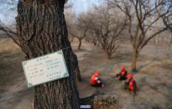 古树保护措的维护期是多久？了解保护要求与期限