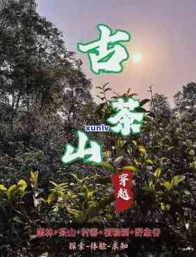 古才山茶的价格官网-古才山茶叶价格