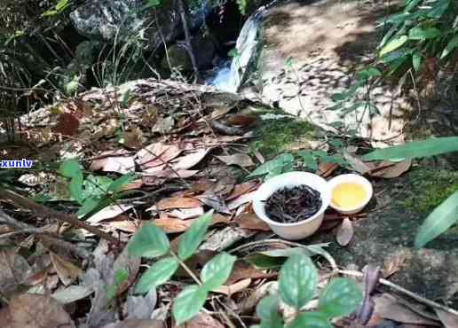 桐木关老枞野茶，探索自然珍品：桐木关老枞野茶的魅力与价值