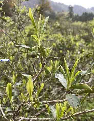 深度解析：桐木关老枞红茶口感特点、特点与野茶的区别