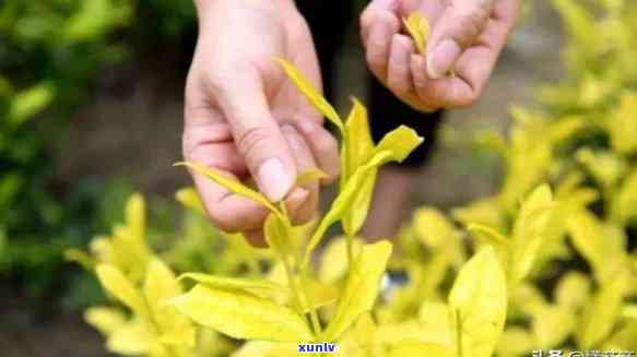 林沟黄金芽是什么茶，「揭秘」林沟黄金芽：来自大自然的馈赠，独特的茶叶品种