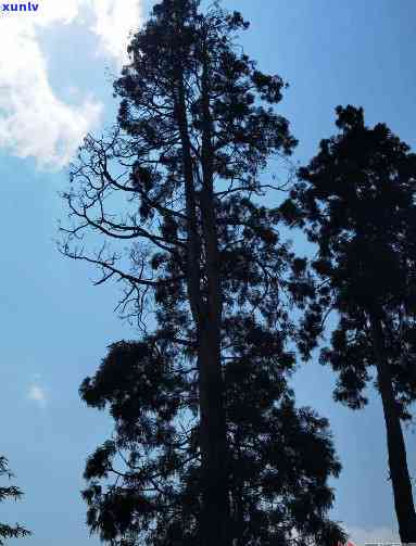 天门山高杆古树价格-天门山高杆古树价格表