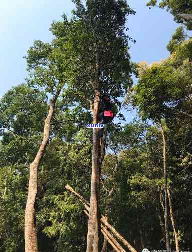 天门山高杆古树价格-天门山高杆古树价格表