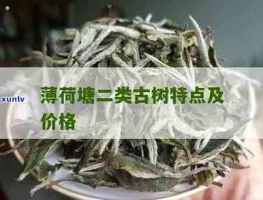 薄荷塘一类古树与二类古树：区别与优劣比较