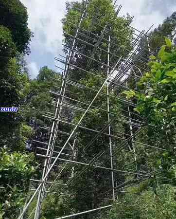 百花潭高杆茶，品味百花潭高杆茶：一种独特的中国茶文化体验