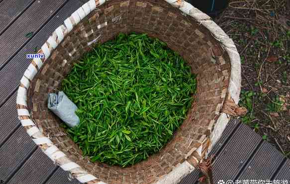 泸州纳溪特早茶图片，欣泸州纳溪特早茶的美丽图片！