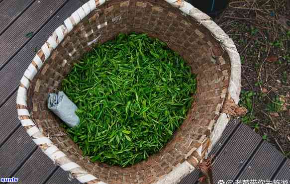 泸州纳溪特早茶图片，欣泸州纳溪特早茶的美丽图片！