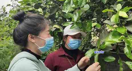 泸州纳溪特色，探寻泸州纳溪的独特魅力：揭秘其特色文化与美食