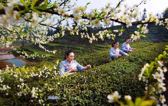 泸州纳溪特早茶价格-泸州纳溪特早茶价格多少