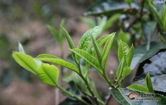 古树茶春茶，品味春天：探寻古树茶的魅力