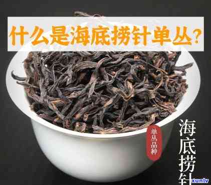 凤凰茶海底捞针，寻味之旅：探索凤凰茶与海底捞针的神秘联系