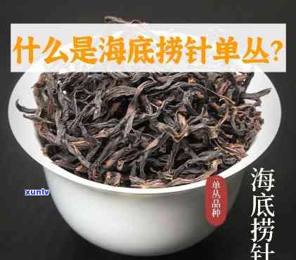 凤凰茶海底捞针价格-凤凰茶 海底捞针