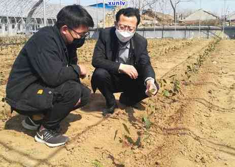 黄岛海青茶价格多少钱，探究黄岛海青茶的价格：你了解多少？