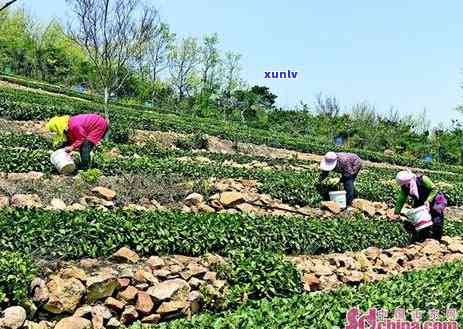 黄岛海青茶价格多少钱，探究黄岛海青茶的价格：你了解多少？