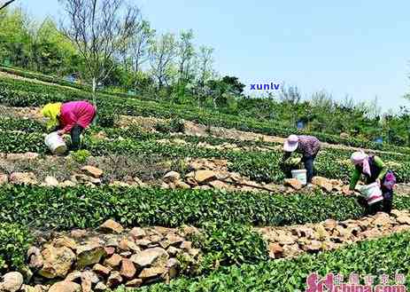 黄岛海青茶价格多少-黄岛海青茶价格多少钱一斤