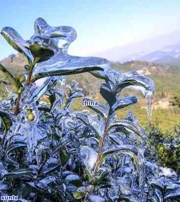 翡翠冰春是什么意思，探秘翡翠冰春：一种独特的茶叶品种及其含义