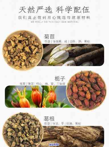 根菊苣栀子茶价格-根菊苣栀子茶的功效