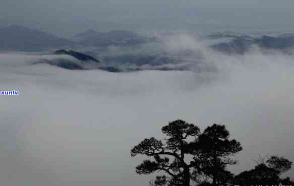 婺源高山云雾茶多少钱一斤，询问价格：婺源高山云雾茶每斤售价多少？