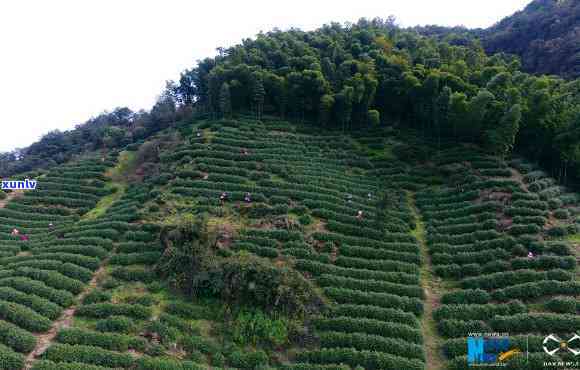 径山五峰茶叶，探索径山五峰的绿色宝藏：茶叶的魅力与故事