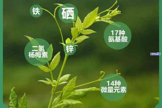 恩富硒藤茶的功效：揭示其神奇作用与湖北恩富硒藤茶的关系