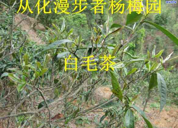 清明茶贵吗？价格是多少？