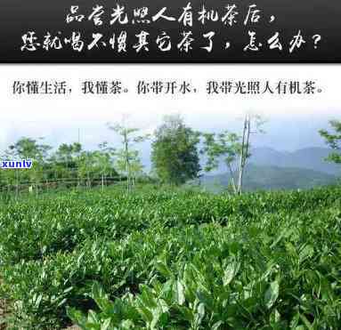 光照人有机茶最新报道，【独家】光照人有机茶最新动态，值得关注！