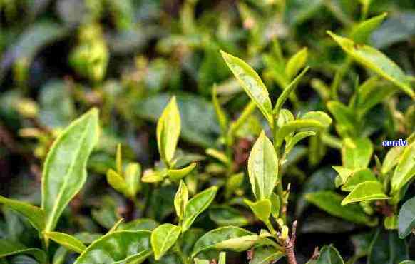 茶的起源在哪，揭秘茶的起源：探寻茶叶的历和文化背景