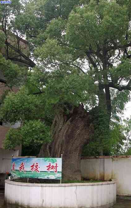 千年古树为衣架下联-千年古树为衣架下联怎么对