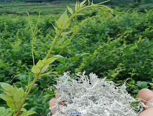 土家莓茶价格多少？功效与作用全解析！