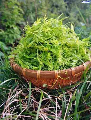 土家莓茶的价格多少-土家莓茶的价格多少钱