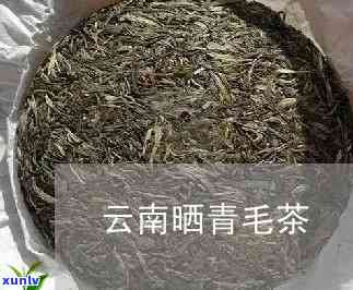 大叶种晒青毛茶价格-云南大叶种晒青毛茶价格