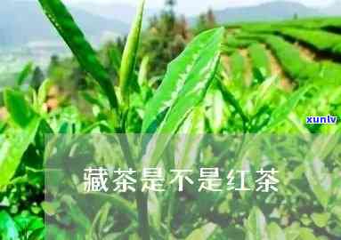 藏茶是红茶的一种吗-藏茶是红茶的一种吗为什么