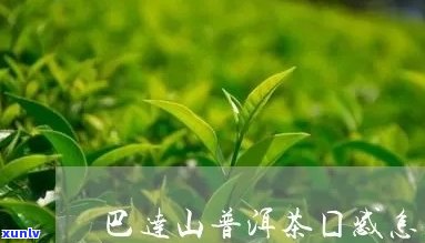 巴达山茶的特点口感怎么样，深度解析：巴达山茶的口感特点是什么？