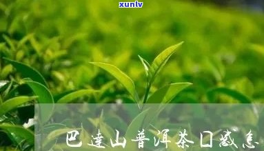 巴达山茶的特点口感描述，探索巴达山茶的独特口感：一次味觉的冒险