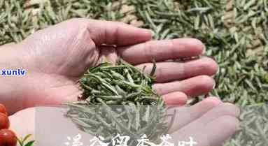 溪谷留香茶价格查询-溪谷留香茶价格查询表