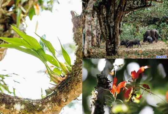 雨林古树茶花好357克价格是多少？探究雨林古树茶的魅力与价值