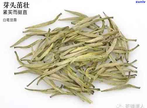 黄大茶：种类与审评全解析