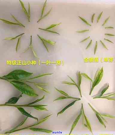 紫芽红茶：如何泡出口感？