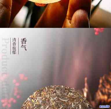 中茶布朗山雀青饼：2020年新款，原料揭秘